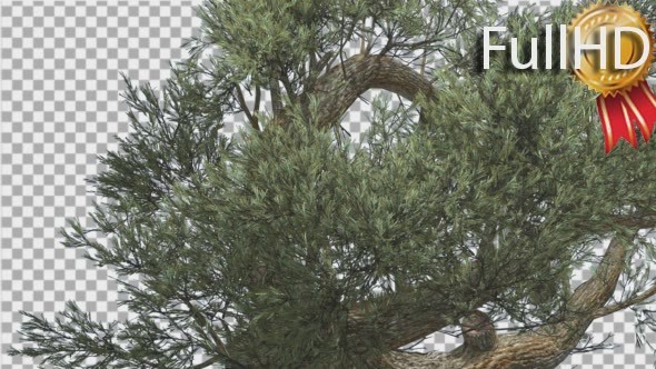 Jeffrey Pine Lush Crown Pinus Jeffreyi Coniferous alt