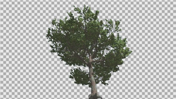 Italian Stone Pine Green Crown in Summer alt