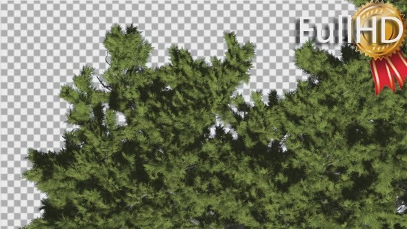 Monterey Cypress Crown Top Down Coniferous alt