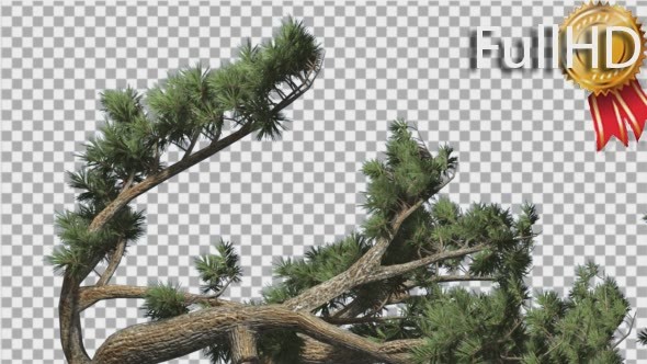 Jeffrey Pine Pinus Jeffreyi Leaned Tree alt