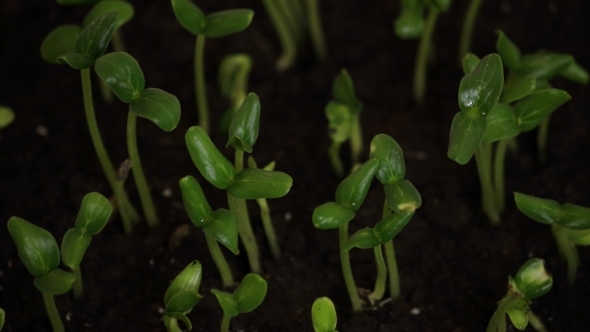 Germinating Cucumber Seeds