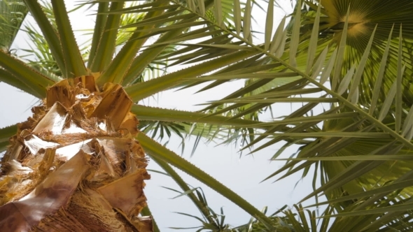 Beautiful Palm Tree With Blue Sunny Sky