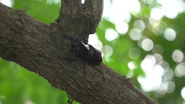 Close Up Of Siamese Rhinoceros Beetle Or Fighting Beetle On The Tree