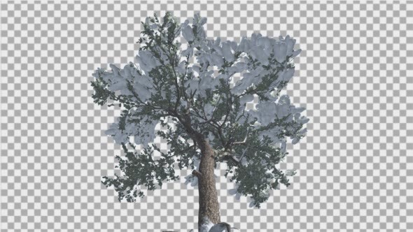 Italian Stone Pine Snow on a Branches Down Up alt