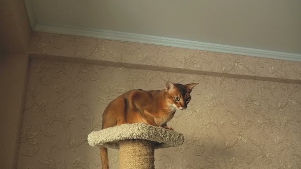 Abyssinian Cat Playing