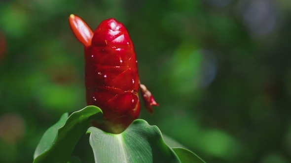 Red Ginger -Zingiber Zerumbet- In The Garden