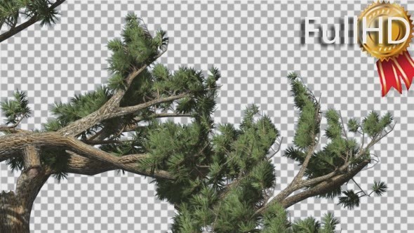 Jeffrey Pine Pinus Jeffreyi Leaned Swaying Branch alt