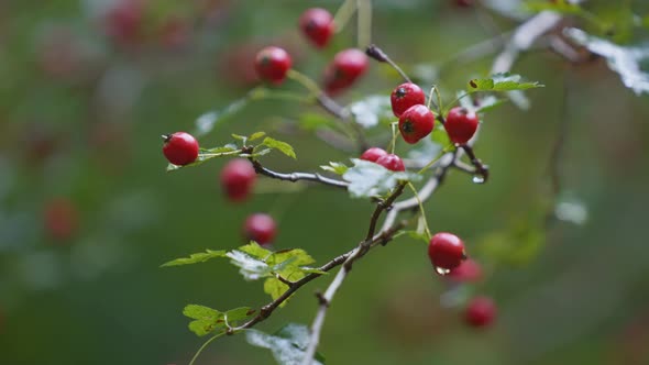 Raindrops on wild red berries