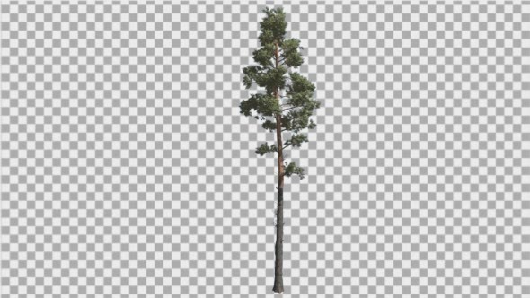 Scots Pine Pinus Sylvestris Coniferous Evergreen