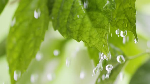 Water Drops Roll Down Green Fresh Leaves and Fall Down