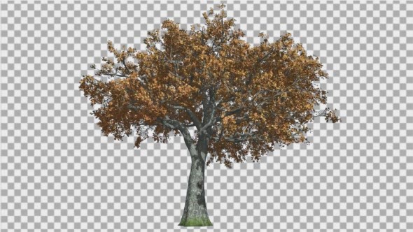 White Oak Tree is Swaying at The Wind Red and alt