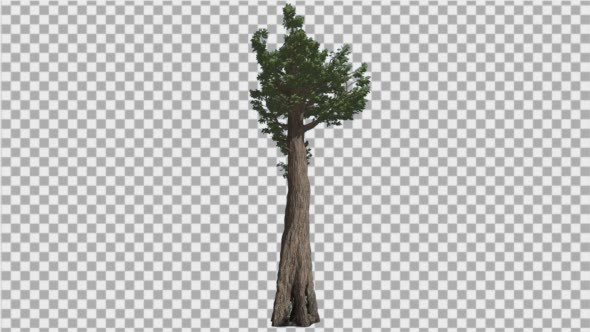 Giant Redwood Giant Sequoia Tall Coniferous alt