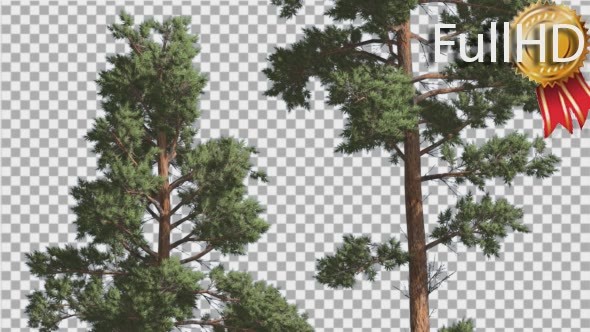 Scots Pine Pinus Sylvestris Two Trees Red-Brown alt