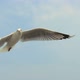Seagull in Flight - VideoHive Item for Sale
