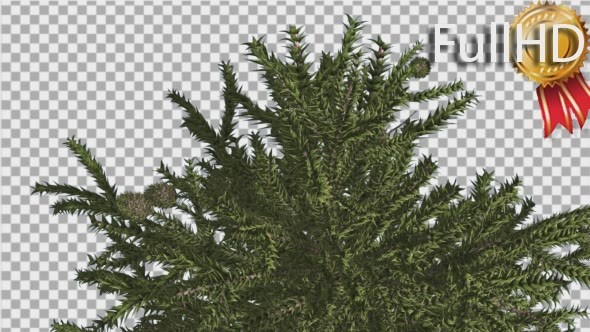 Monkey Puzzle Top of Tree Cones Coniferous alt