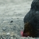 Black Chicken Pecks The Feed - VideoHive Item for Sale