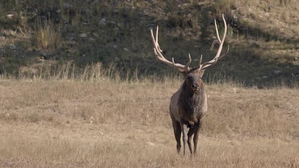 Bull Elk walking forward in grassy field