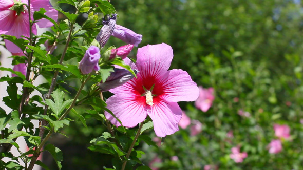 Purple Hibiscus Flower With Green Leaves