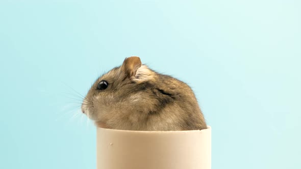 Closeup of a small funny miniature jungar hamster. Fluffy and cute Dzhungar rat at home.