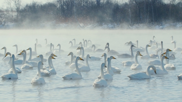 Swan-Family In Winter On The Lake