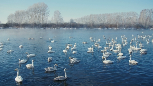 Swan-familiy In Winter On The Lake