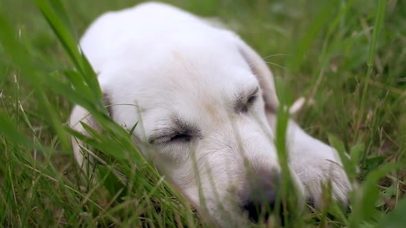 White Little Puppy Labrador Lies on Green Lawn in the Park