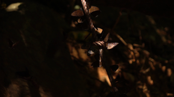 Butterfly On Rope