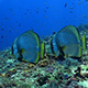 2 Batfish Swim in Synchronised formation over Healthy Reef - VideoHive Item for Sale