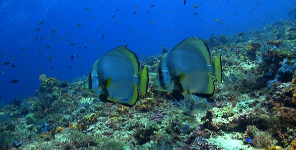 2 Batfish Swim in Synchronised formation over Healthy Reef