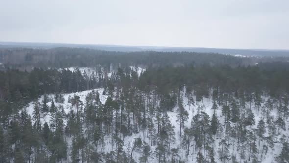 Wide aerial footage of spectacular evergreen forest scenery in winter while slowly panning and tilti