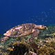 Hawksbill Turtle Swims Over Healthy Coral Reef - VideoHive Item for Sale