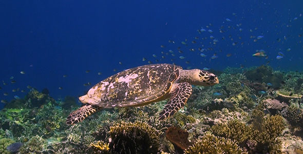 Hawksbill Turtle Swims Over Healthy Coral Reef
