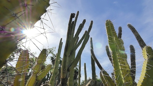 Prickly Cactus