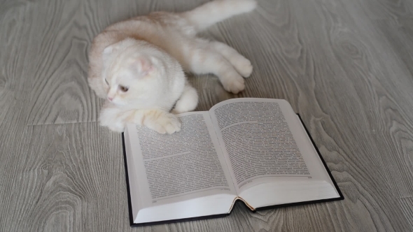Beige Scottish Fold Kitten Near  Open Book