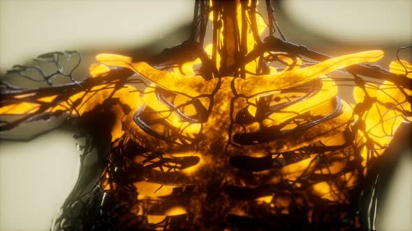 Human Skeleton Bones Scan Glowing alt