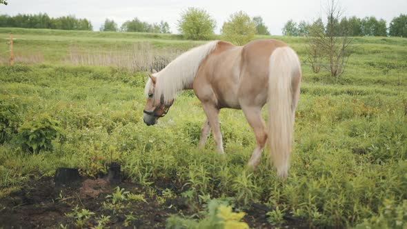 A Flaxen Sandy Chestnut Horse Grazing in the Field