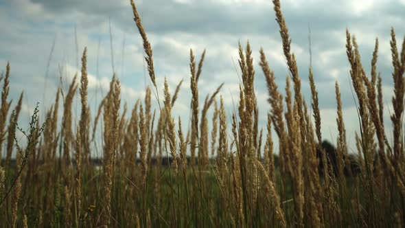 Pampas grass in the sky, Abstract natural background of soft Cortaderia