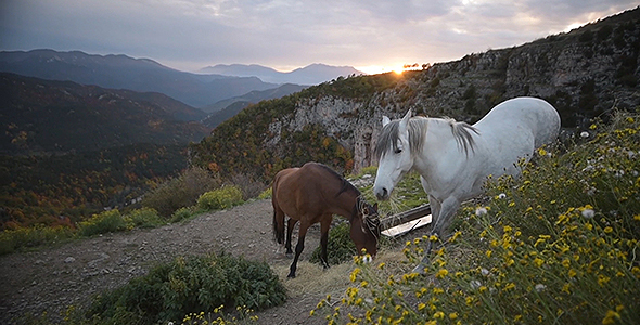 Horses Eating in the Mountain on Sunset