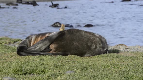 Antarctic Fur Seal Pup Close Up in Grass