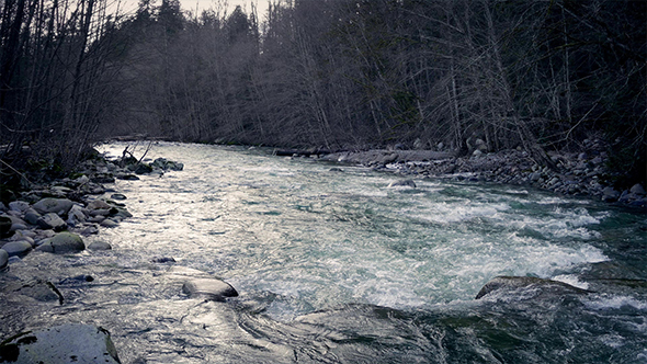 River Woods In Evening