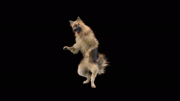 Dog Dance 4K