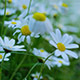 Natural Daisy Flowers on Spring - VideoHive Item for Sale