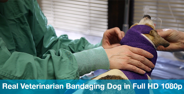 Veterinarian Bandaging Jack Russell Terrier After Surgery