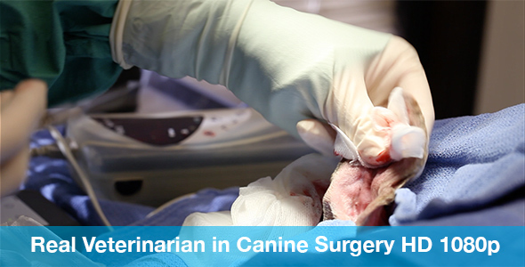 Veterinarian Preforming Surgery on Dog's Ear