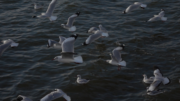 Flock Of Birds Flying