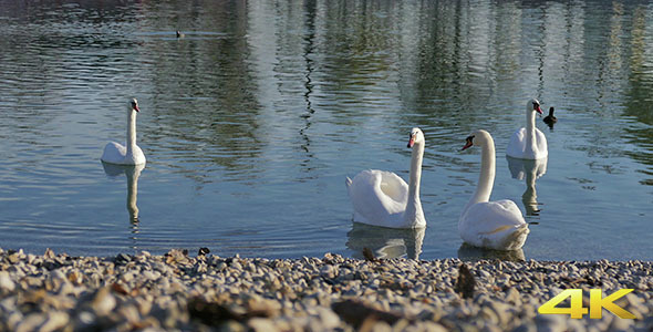 Swans Enjoy by the Lake