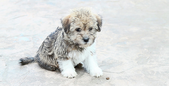 Adorable Brown Puppy Alone Outside