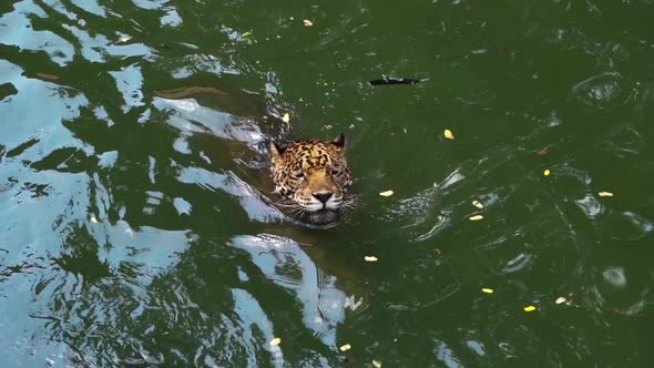 slow-motion of jaguar tiger playing and swimming in pond