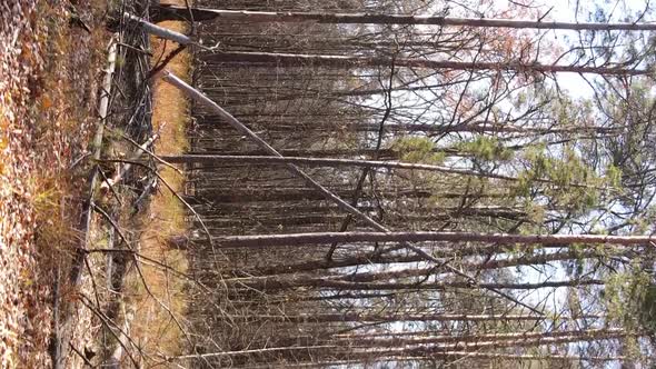 Vertical Video of Forest Landscape in Autumn Slow Motion