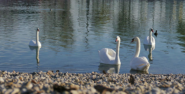 Swans Enjoy by the Lake